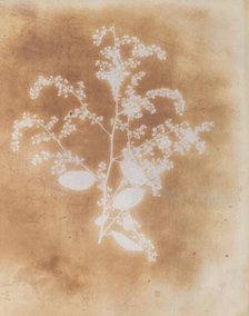 [Photogenic Drawing of a Plant], 1839-40. Creator: William Henry Fox Talbot.