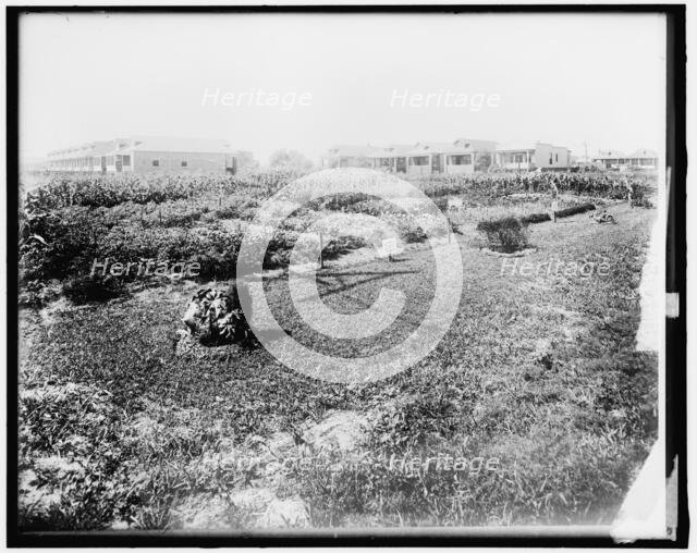 War Garden Commission, between 1910 and 1920. Creator: Harris & Ewing.