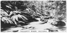 Taggerty River, Victoria, Australia, 1928. Artist: Unknown