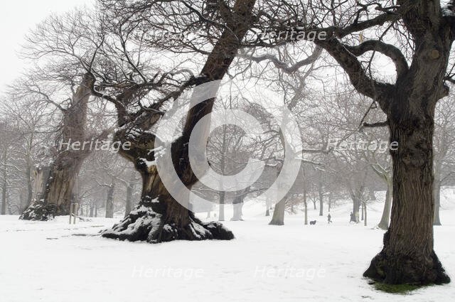 Greenwich Park, Greenwich, London, 2007. Creator: Derek Kendall.