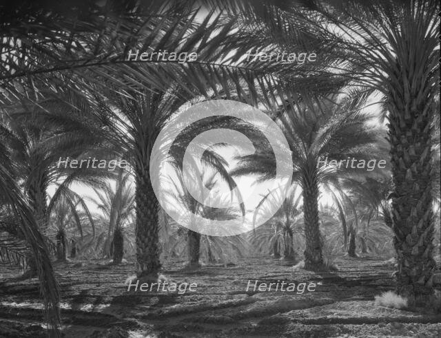 Date palms, Coachella Valley, California, 1937. Creator: Dorothea Lange.