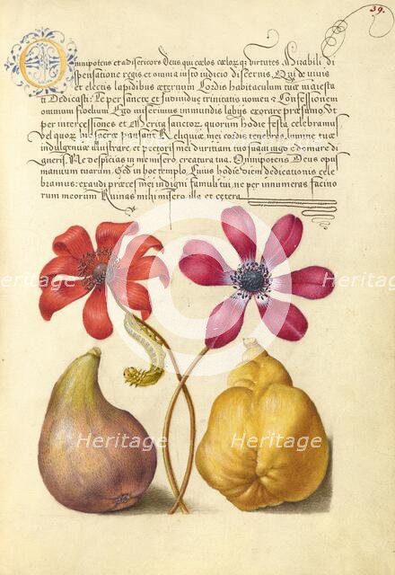 Poppy Anemones, Caterpillar, Fig, and Quince, 1561-1562; illumination added 1591-1596. Creator: Joris Hoefnagel.