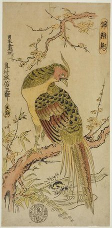 Golden Pheasant (Kinkeicho), c. 1720/25. Creator: Okumura Masanobu.