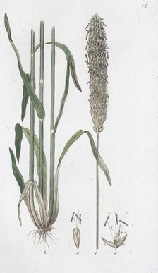 Meadow Foxtail (Alopecurus pratensis), 1804-1811. Artist: Johan Wilhelm Palmstruch