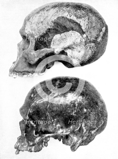 Skull of Piltdown Man (Eanothropus daswoni), 1912. Artist: Unknown