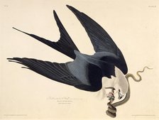 The swallow-tailed kite. From "The Birds of America", 1827-1838. Creator: Audubon, John James (1785-1851).