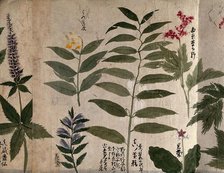 Six flowering plants, possibly including species of Filipendula and Polygonatum, 1870. Creator: Unknown.