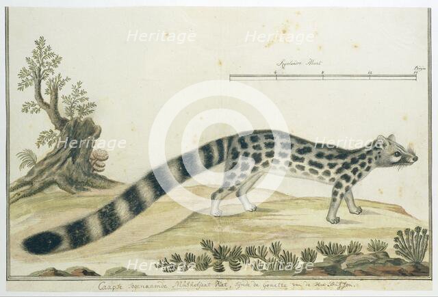 Genetta tigrina (Cape genet), 1777-1786. Creator: Robert Jacob Gordon.