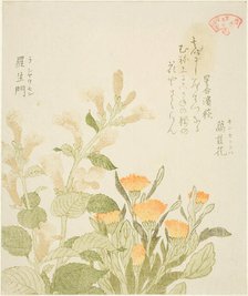 Marigold (Kinsenka) and Rashomon Flowers, from the series "Collection of Plants for the..., 1810s. Creator: Kubo Shunman.