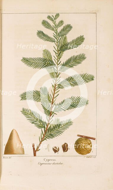 From "Histoire des Arbes Forestiers de l'Amérique Septentrionale" by François André..., 1810-1811. Creator: Bessa, Pancrace (1772-1846).