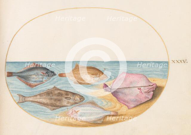 Animalia Aqvatilia et Cochiliata (Aqva): Plate XXXV, c. 1575/1580. Creator: Joris Hoefnagel.