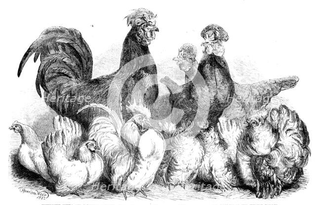 Crevecoeur fowls and Japanese bantams...at the Crystal Palace, 1862. Creator: Harrison Weir.