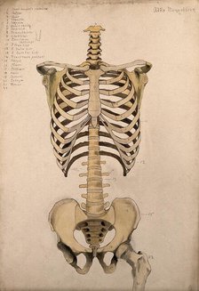 Bones of the trunk and pelvis: front view, 1880. Creator: Adele Mongredien.