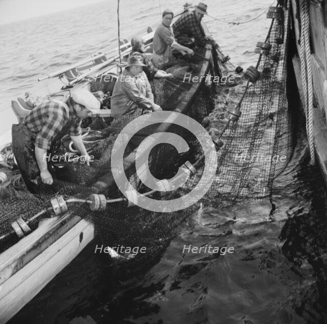 Possibly: Gloucester fishermen pulling in their nets to bring..., Gloucester, Massachusetts, 1943. Creator: Gordon Parks.