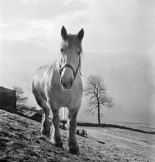 Heavy horse on the slope of a field in the Pennines, West Yorkshire, c1955. Artist: John Gay.