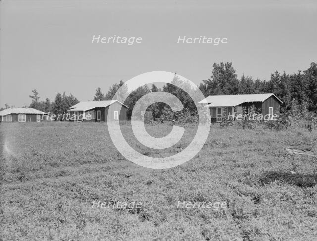 Cabins at the Delta cooperative farm, Hillhouse, Mississippi, 1937. Creator: Dorothea Lange.