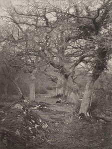 Forêt de Fontainebleau, 1870s. Creator: William Harrison.