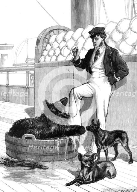 The Prince's Voyage Home from India...Himalayan Black Bear and tailless dog...1876. Creator: W. J. P..