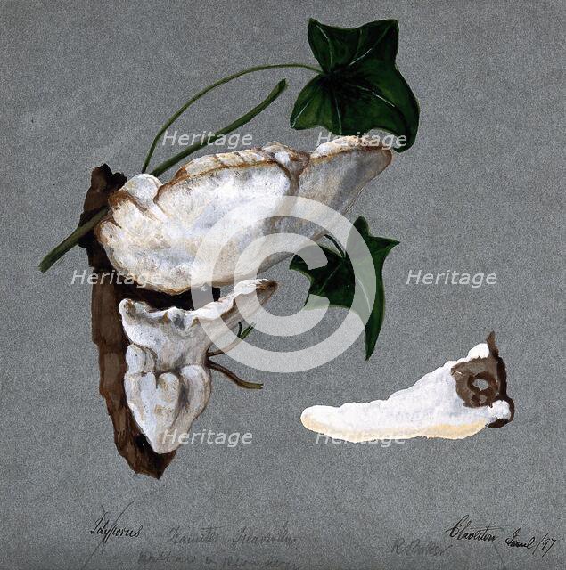 A bracket fungus (Trametes suaveolens): two fruiting bodies growing on wood and a..., 1897. Creator: R Baker.