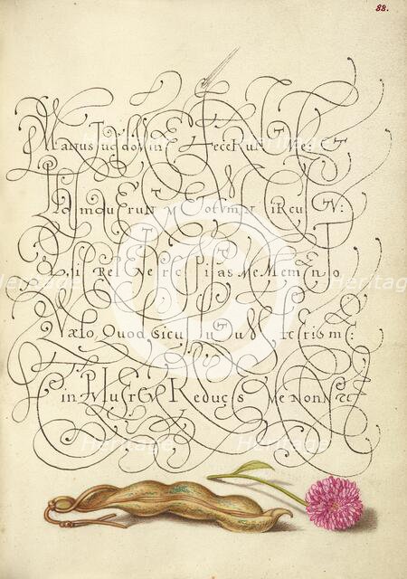 Kidney Bean and English Daisy; Mira calligraphiae monumenta, 1561-1562; illumination added 1591-1596 Creator: Joris Hoefnagel.