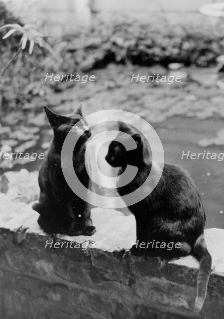 Frances Benjamin Johnston's cats, Herman and Vermin...New Orleans house, Louisiana, c1945 - 1950. Creator: Frances Benjamin Johnston.