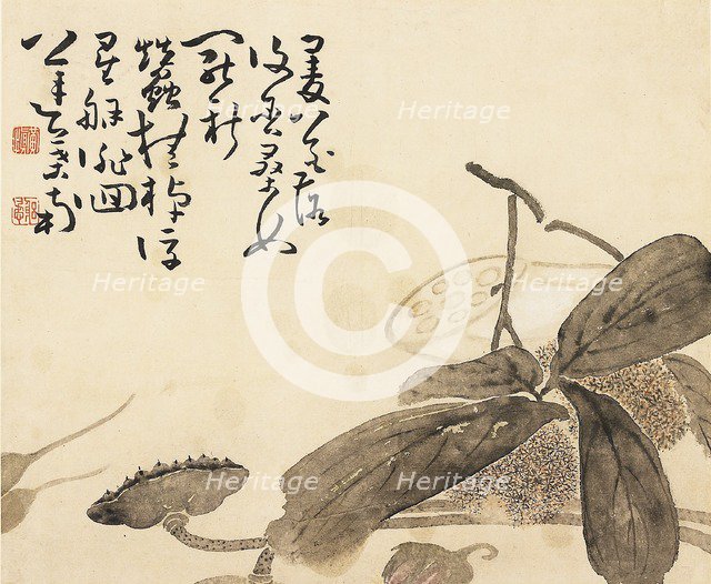Painted album leaf - Lotus plant, 18th century. Artist: Huang Shen.