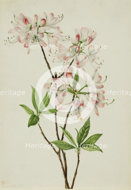 Pinkshell Azalea (Azalea vaseyi), 1925. Creator: Mary Vaux Walcott.
