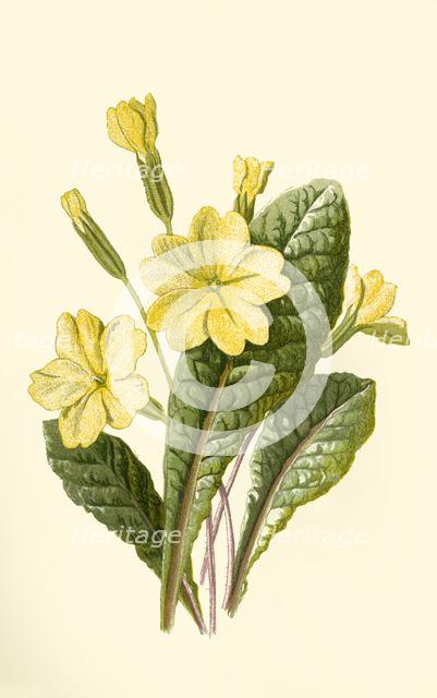 'Primrose', 1877. Creator: Frederick Edward Hulme.