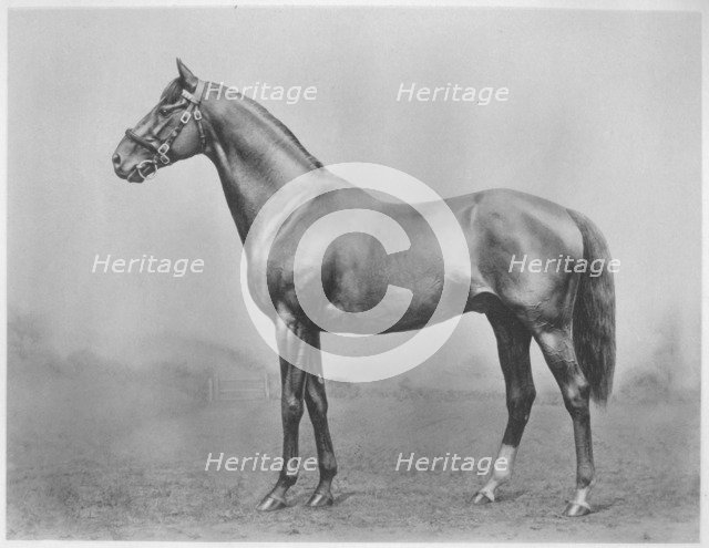 'Bachelor's Button. Winkfield - Milady', 1911. Artist: Unknown.