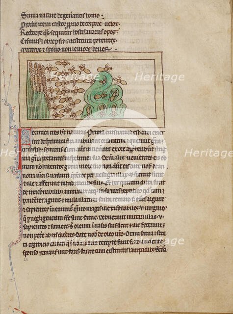 Ants; Northumberland Bestiary, about 1250-1260. Creator: Unknown.