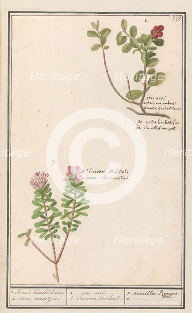 Bearberry (Arctostaphylos uva-ursi) and Hot pepper sapling (Daphne cneorum ), 1596-1610. Creators: Anselmus de Boodt, Elias Verhulst.