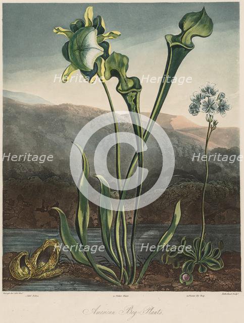 The Temple of the Flora: American Bog Plants. Creator: Thomas Sutherland (British, 1785-aft 1825); Robert John Thornton (British, 1768-1837).