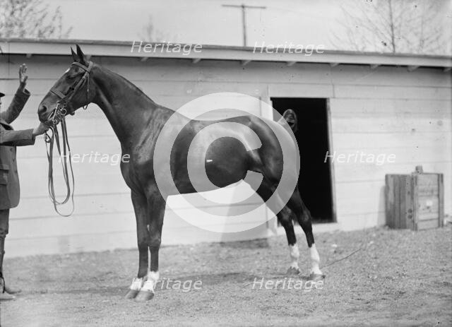 Horse Shows - Horses., 1911. Creator: Harris & Ewing.