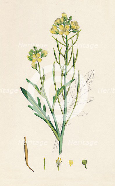 'Brassica tenuifolia. Wall rocket', 19th Century. Artist: Unknown.