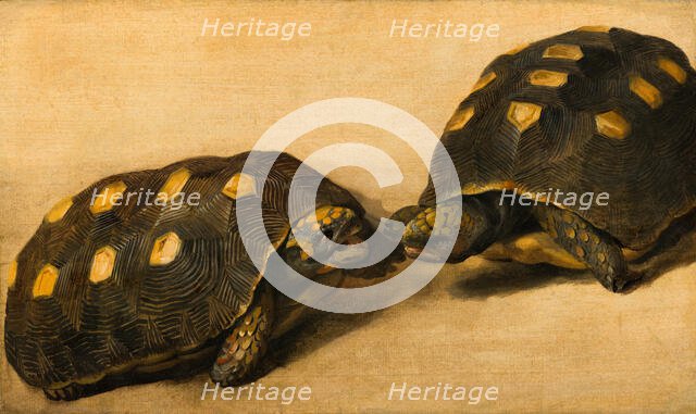 Study of Two Brazilian Tortoises. Creator: Albert Eckhout.