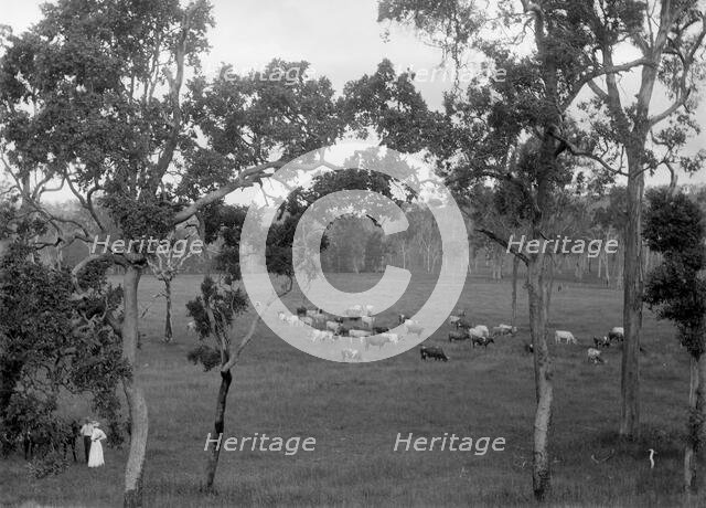 Cattle grazing, possibly Coomera region, c1880s. Creator: Robert Augustus Henry L'Estrange.