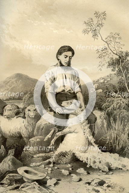 Sheep shearing, 1879. Artist: McFarlane and Erskine