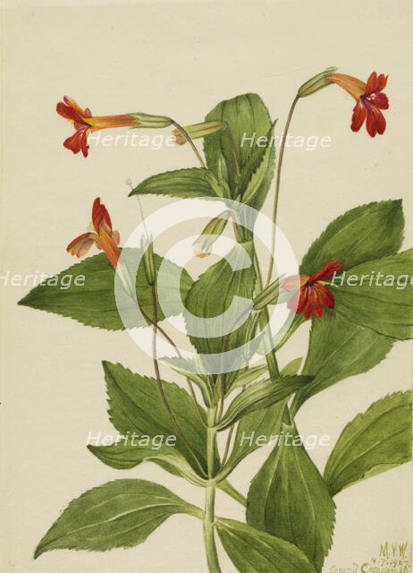 Cardinal Monkey Flower (Mimulus cardinalis), 1927. Creator: Mary Vaux Walcott.