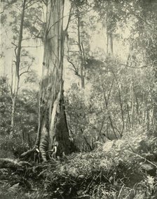 "The Baron", a Noted Tall Tree', 1901. Creator: Unknown.