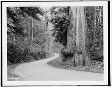 Driveway in Stanley Park, Vancouver, B.C., c1902. Creator: Unknown.