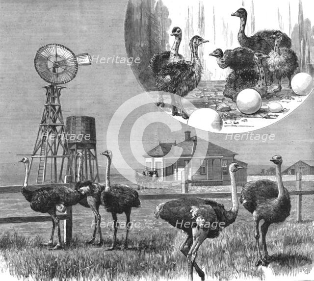 '' Ostrich Farm at Los Angeles, California', 1888. Creator: Unknown.