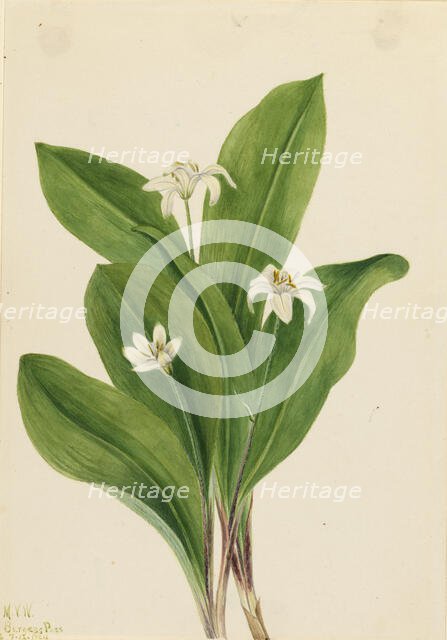 Queencup (Clintonia uniflora), 1924. Creator: Mary Vaux Walcott.