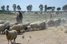 Shepherd south of Kairouan.