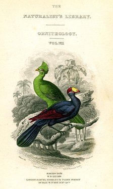 'The Naturalist's Library, Ornithology, Senegal Touraco, Violet Plantain Eater', c1833-1865.Artist: William Home Lizars