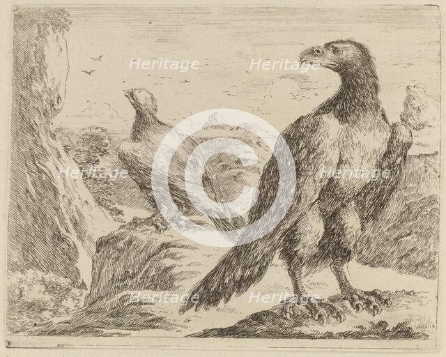 Two Eagles, Both with Heads Turned to the Left. Creator: Stefano della Bella.