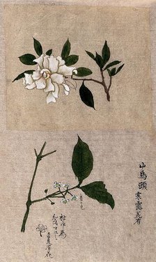 Two plants, one possibly tea (Camellia species): flowering stems. Creator: Unknown.