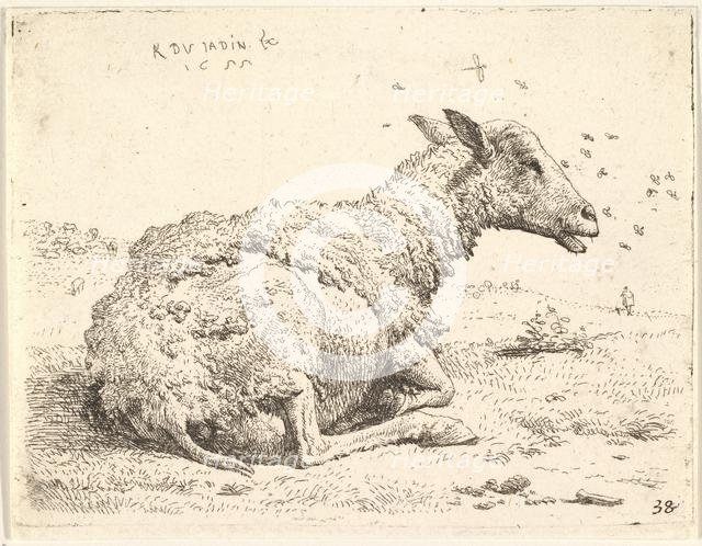 Partially shorn sheep lying in the grass with insects hovering around its head, 1655. Creator: Karel Du Jardin.