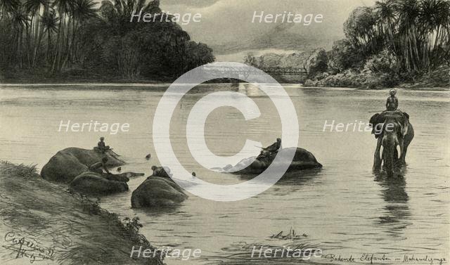 Elephants bathing in the Mahaweli river, Ceylon, 1898.  Creator: Christian Wilhelm Allers.