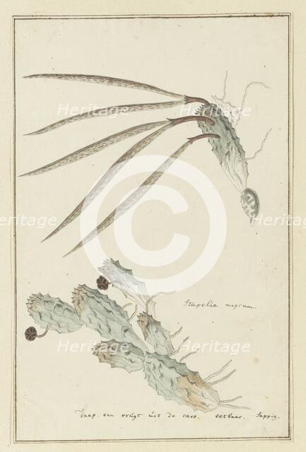 Pectinaria articulata (Ait.) Haw., 1777-1786. Creator: Robert Jacob Gordon.