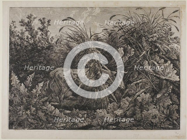 Cow in a Stream, n.d. Creator: Carl Wilhelm Kolbe the elder.
